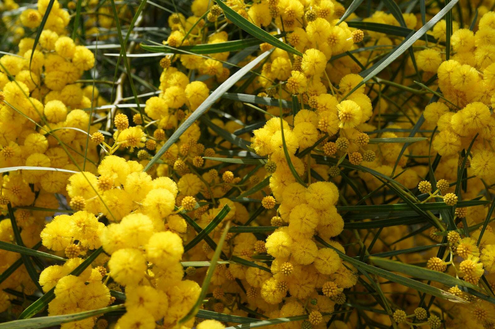 Vachellia Acacia Nilotica Babul Thorn Mimosa 10 Seeds