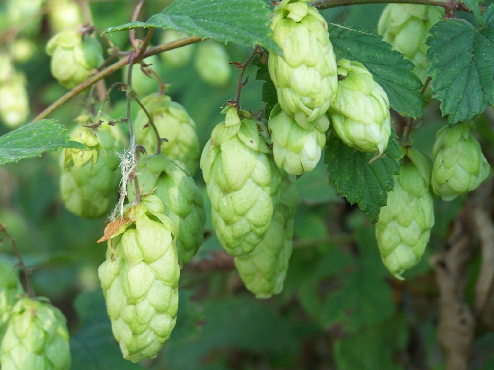 Humulus Lupulus Hops Seeds - Fast Hardy Edible Perennial Vin...