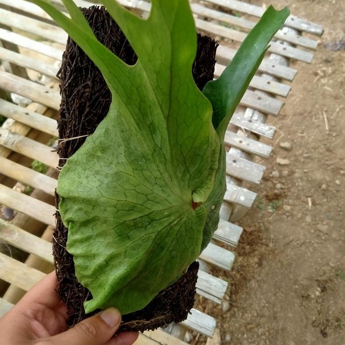 Platycerium Superbum Rare Plant