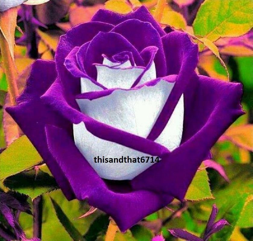 Purple Haze #3 Rose Bush 50 or 100 Seeds