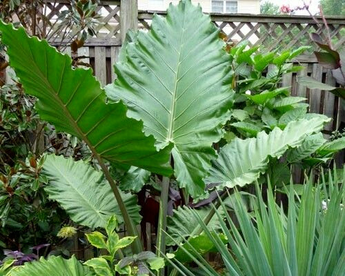 Alocasia 'Portora' Elephant Ear Indoor/Outdoor Tropical Plan...