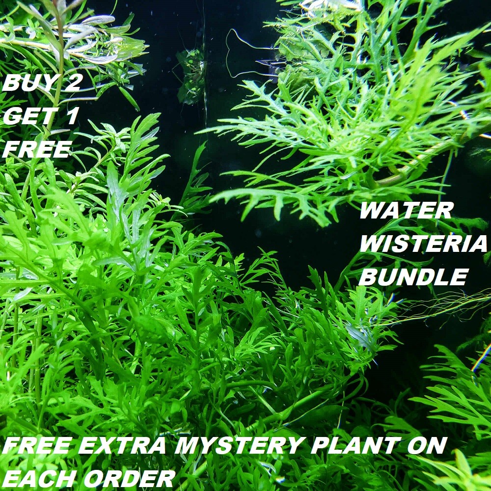 Hygrophila Difformis Water Wisteria Live Aquarium Plants