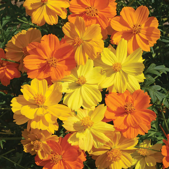 Bright Lights Cosmos Seeds Non-GMO