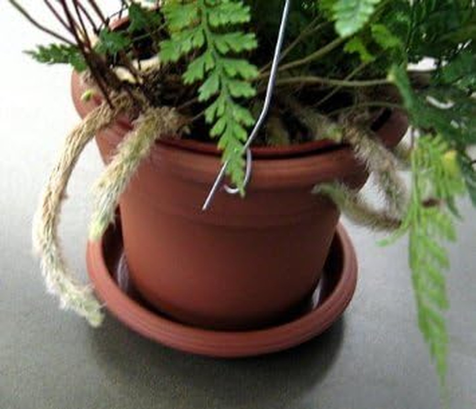 Rabbit's Foot Fern - Davallia 4" Hanging Pot
