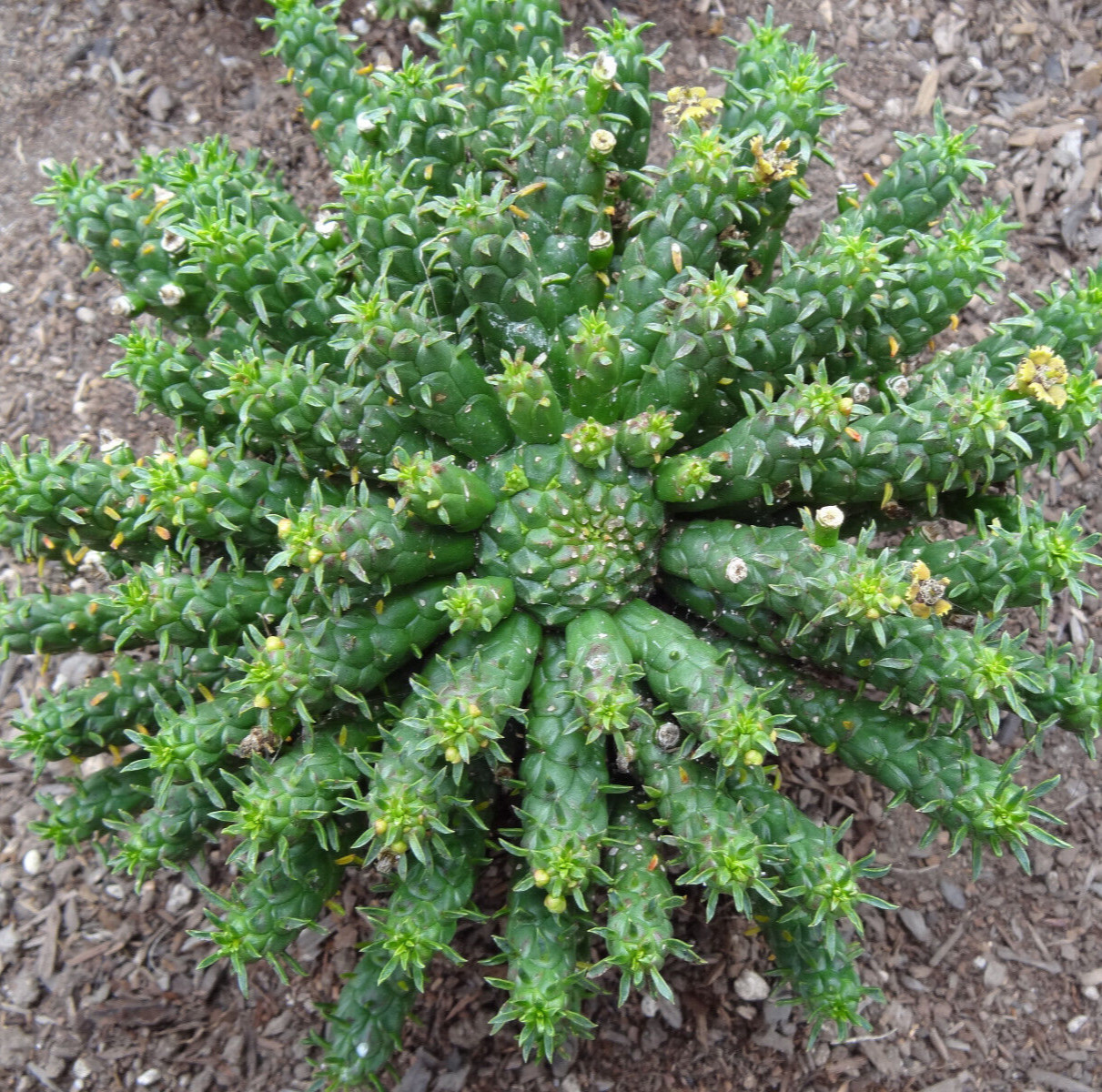 Euphorbia Flanaganii Medusa Head 8" Succulent