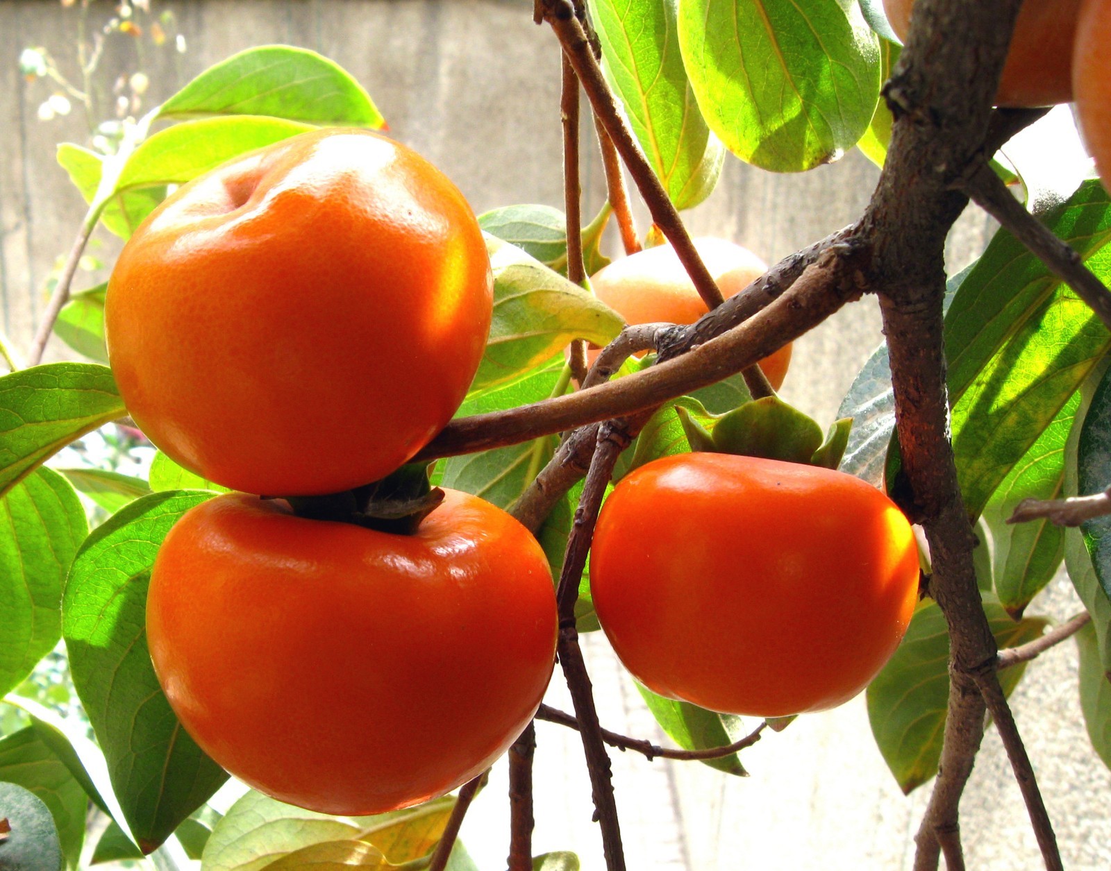 Jiro Fuyu Japanese Persimmon Fruit Tree