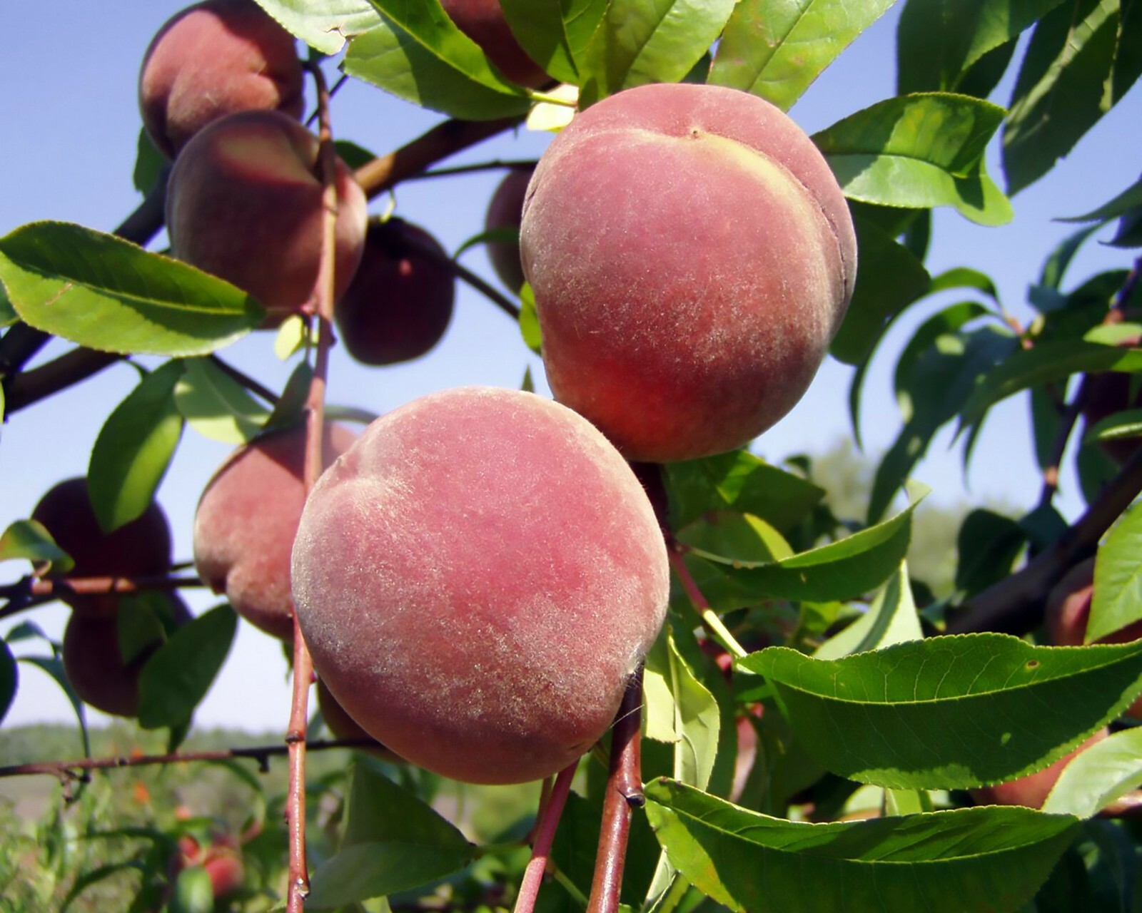 Nemaguard Peach, Prunus Persica Nemaguard Seeds (Fast, Hardy...