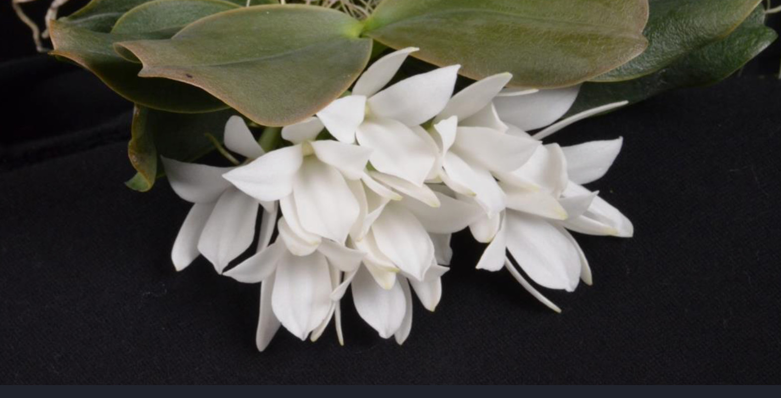 Aerangis Fastuosa Orchid Species Fragrant