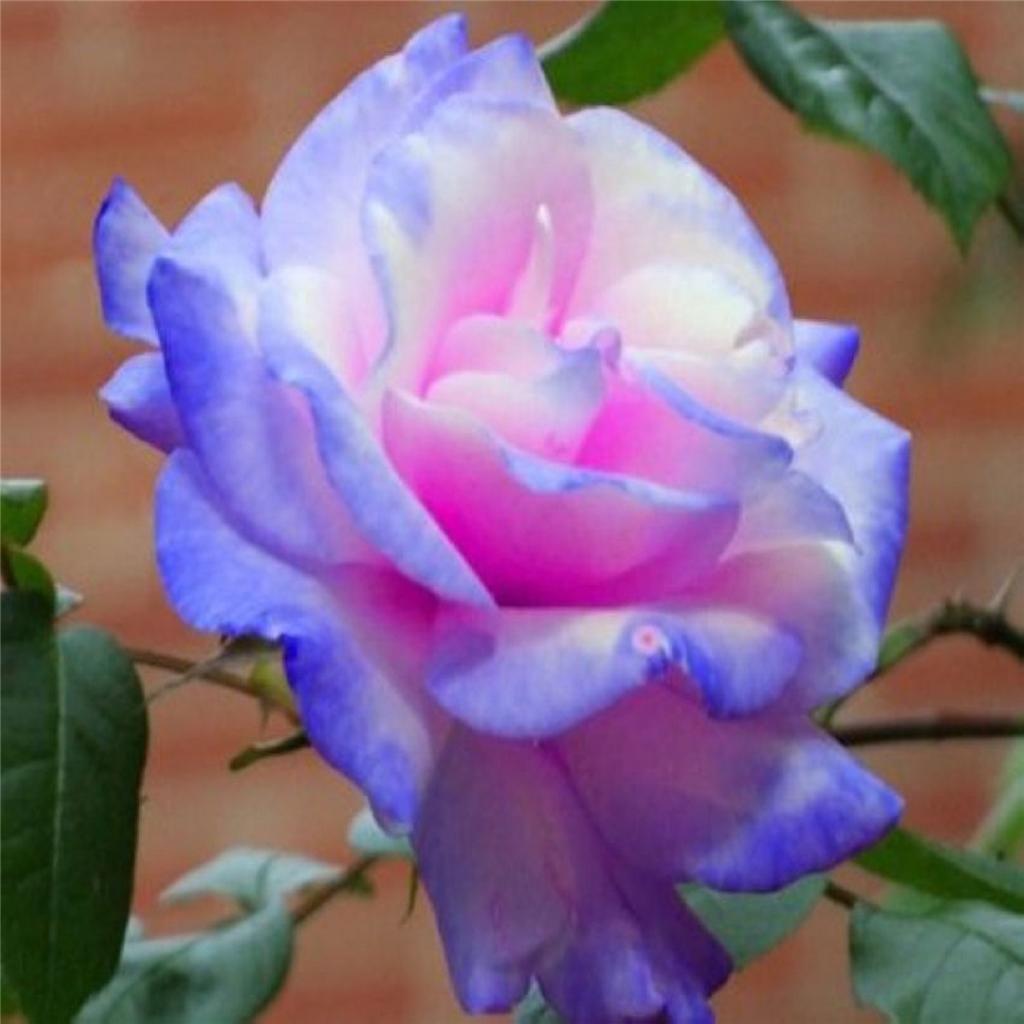 Rose Bush #28 Stifling Remorse, 50 or 100 Seeds