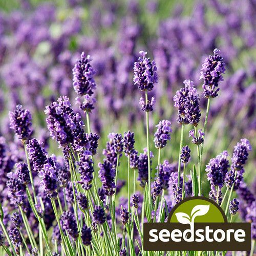 Munstead Lavender Seeds Heirloom Non-GMO Herb Seeds