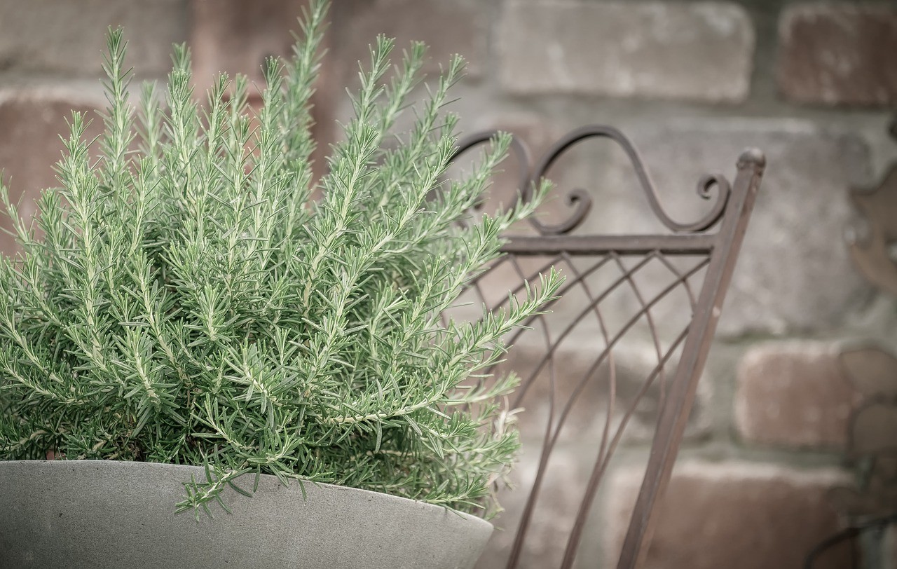 Creeping Rosemary Plant (Rosmarinus Officinalis Prostratus)...