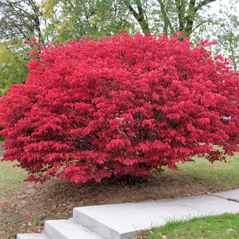 Dwarf Burning Bush Bare Roots - 5-12 Inch Hardy Shrub - Bril...