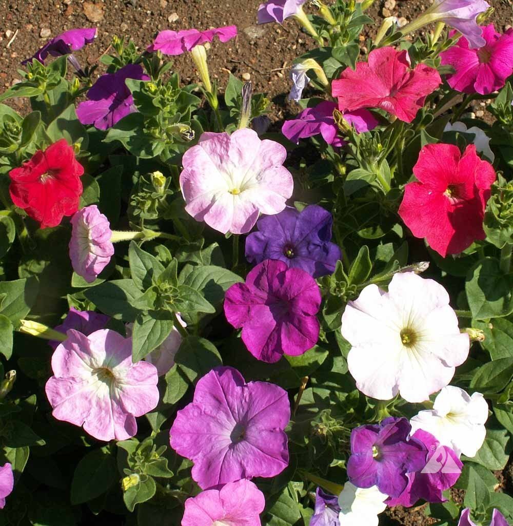 Dwarf Petunia Mix Seeds, Multicolor, Compact, Variety Sizes