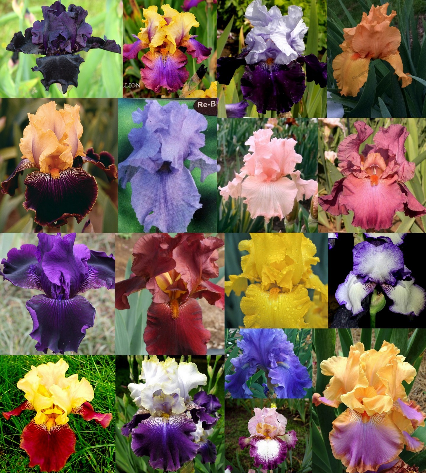 Tall Bearded Iris Rhizomes & Bulbs - Mixed Colors - Rebloomi...