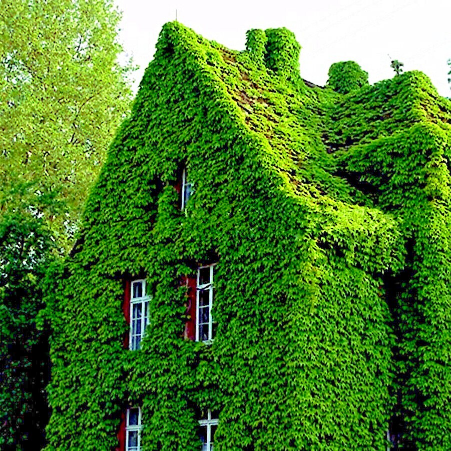 Virginia Creeper Vine Seeds (Parthenocissus quinquefolia) -...
