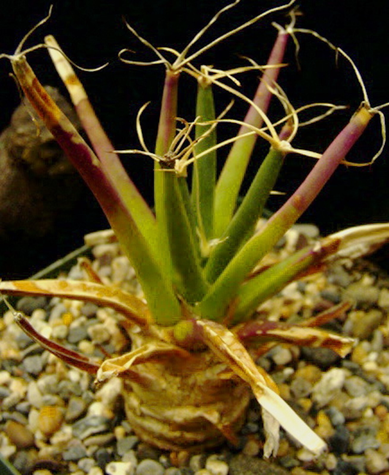Leuchtenbergia Principis Succulent Cactus