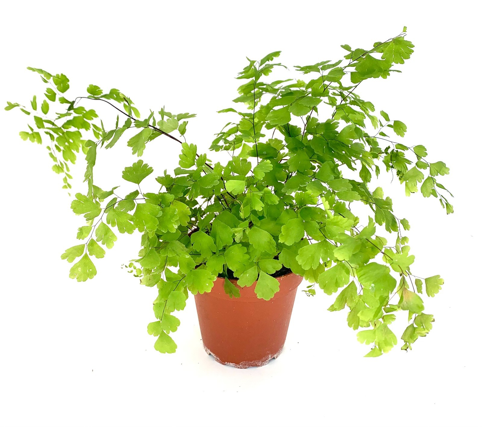 Maiden Hair Fern Adiantum Raddianum, 4" Pot
