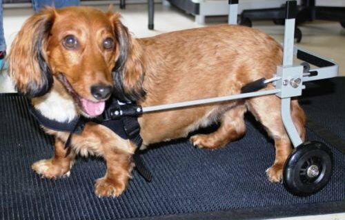 Dog Wheelchair - Extra Small Size (9-18 lbs), New Arrives Qu...