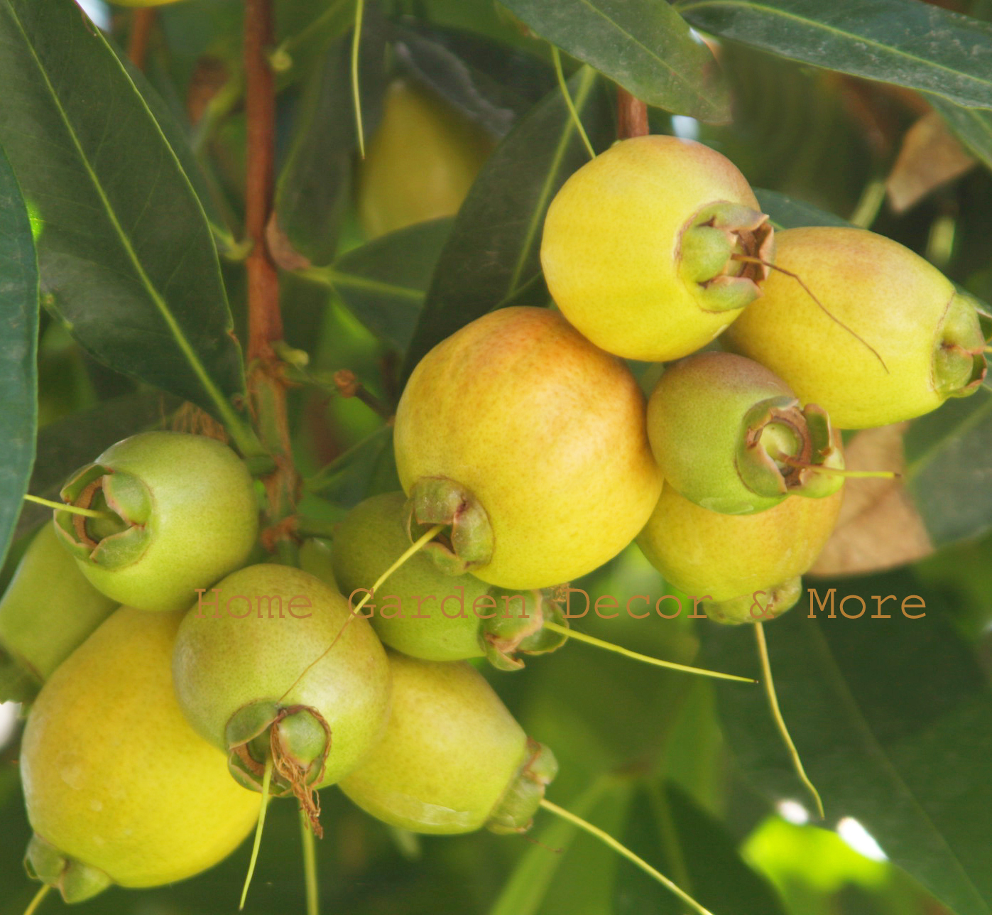 Golden Tropical Big Fruit Seedling Apple Tree