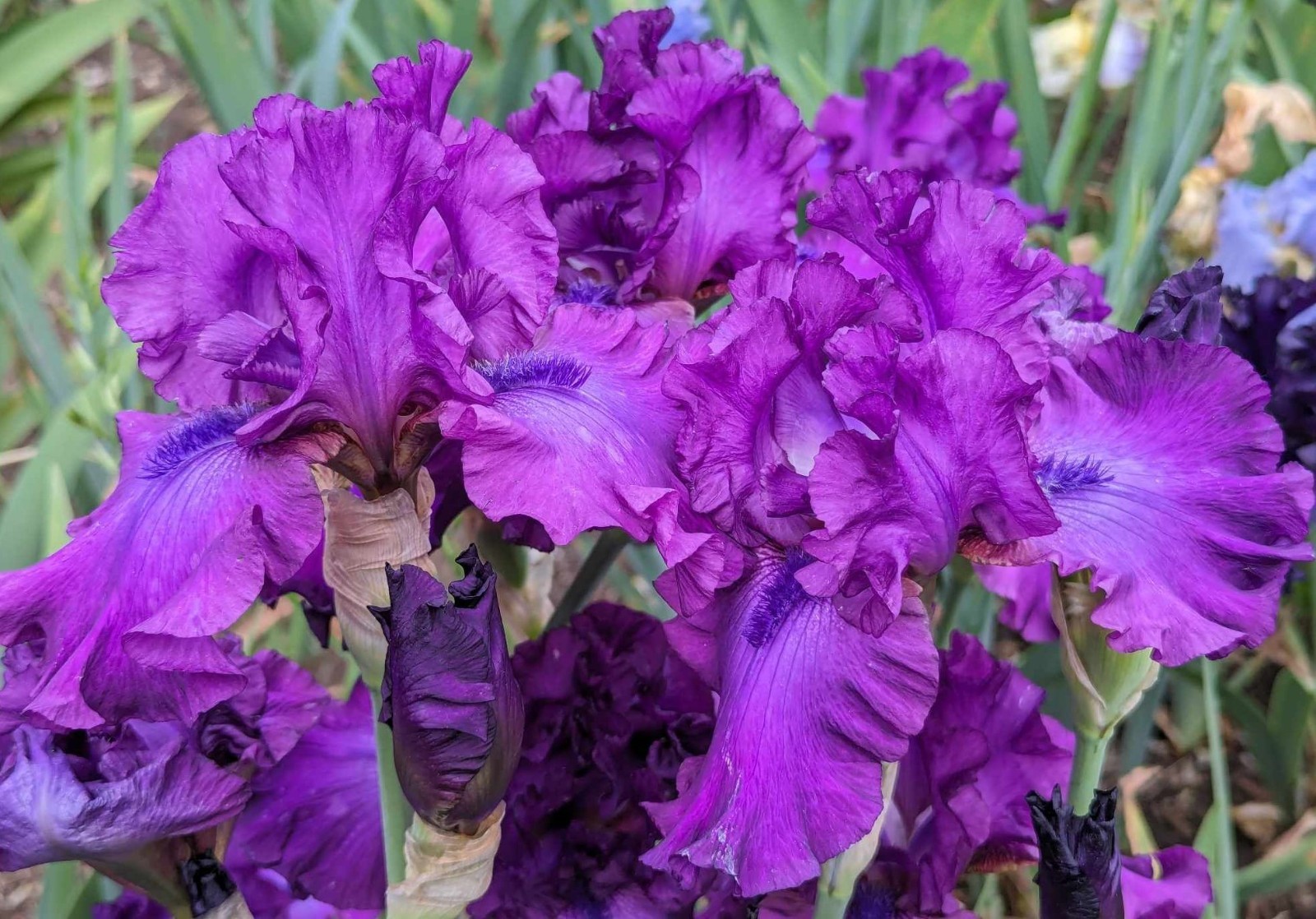 Swingtown Tall Bearded Iris Rhizome