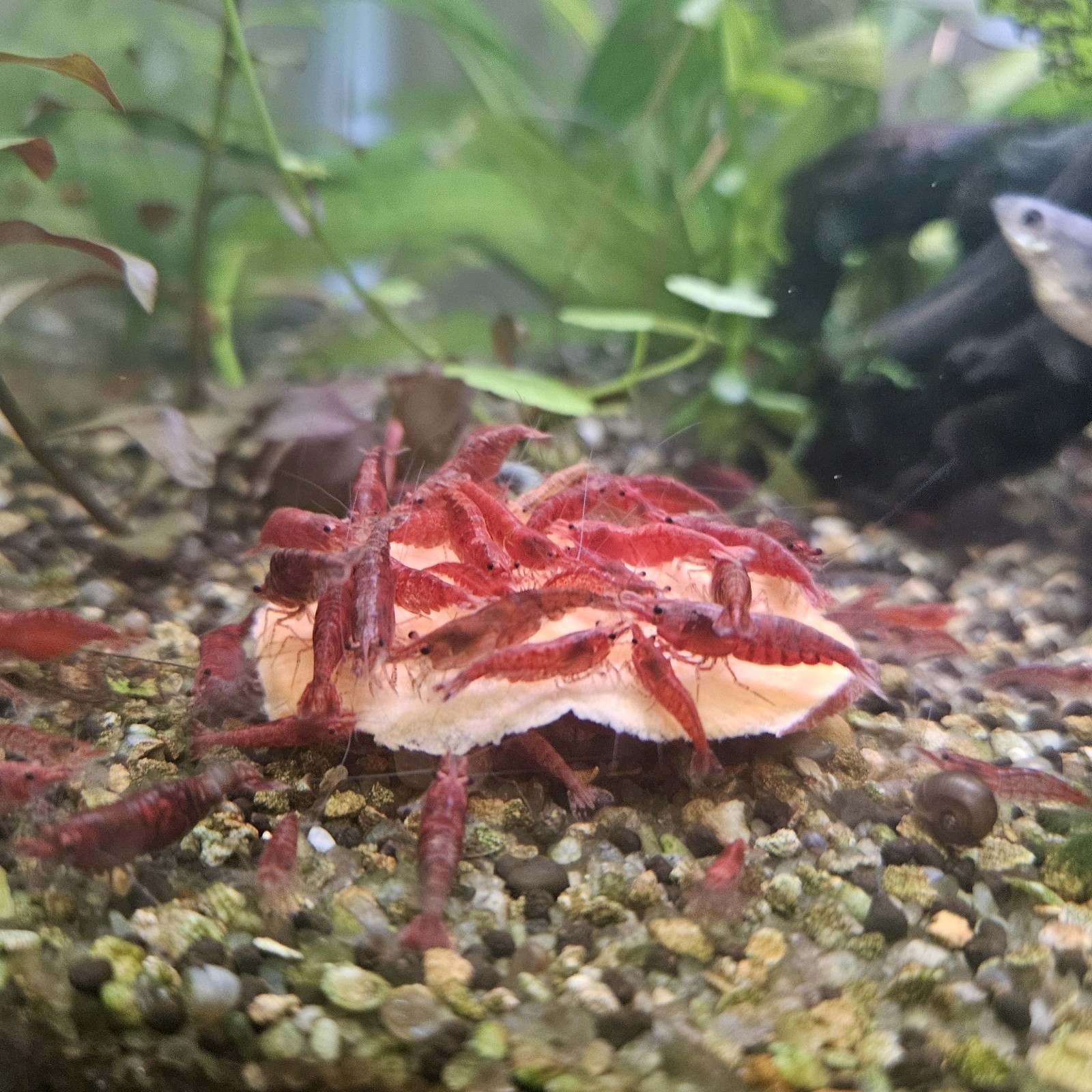 Sakura Red Cherry Shrimp Tank Breed