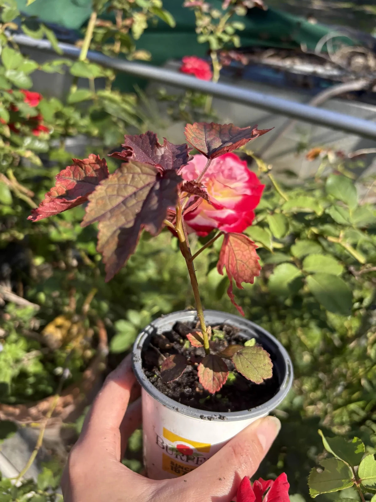 False Roselle Live Plant, 9 Inch in Pot