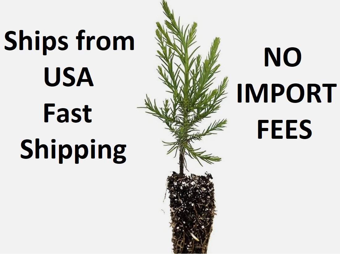 Giant Sequoia Small Tree Live Seedling