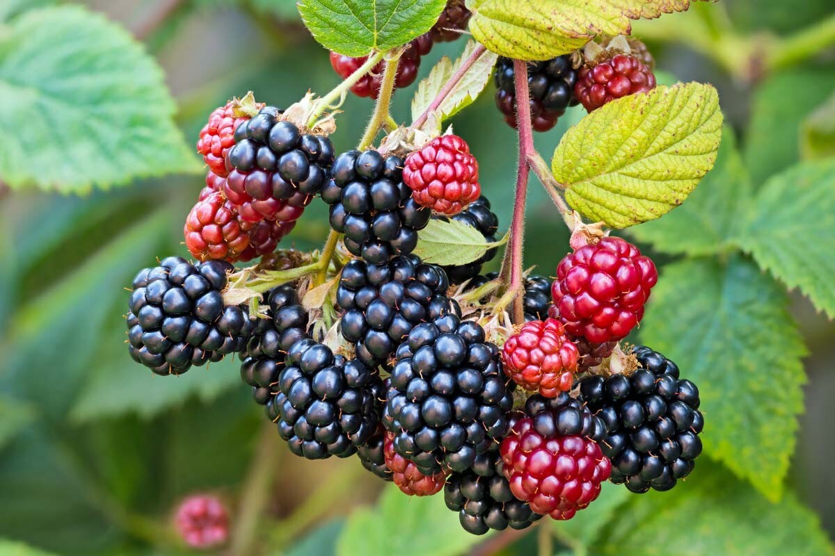 "2 Wild Blackberry Plants (Bare Root), Appalachian SW VA, Ru...