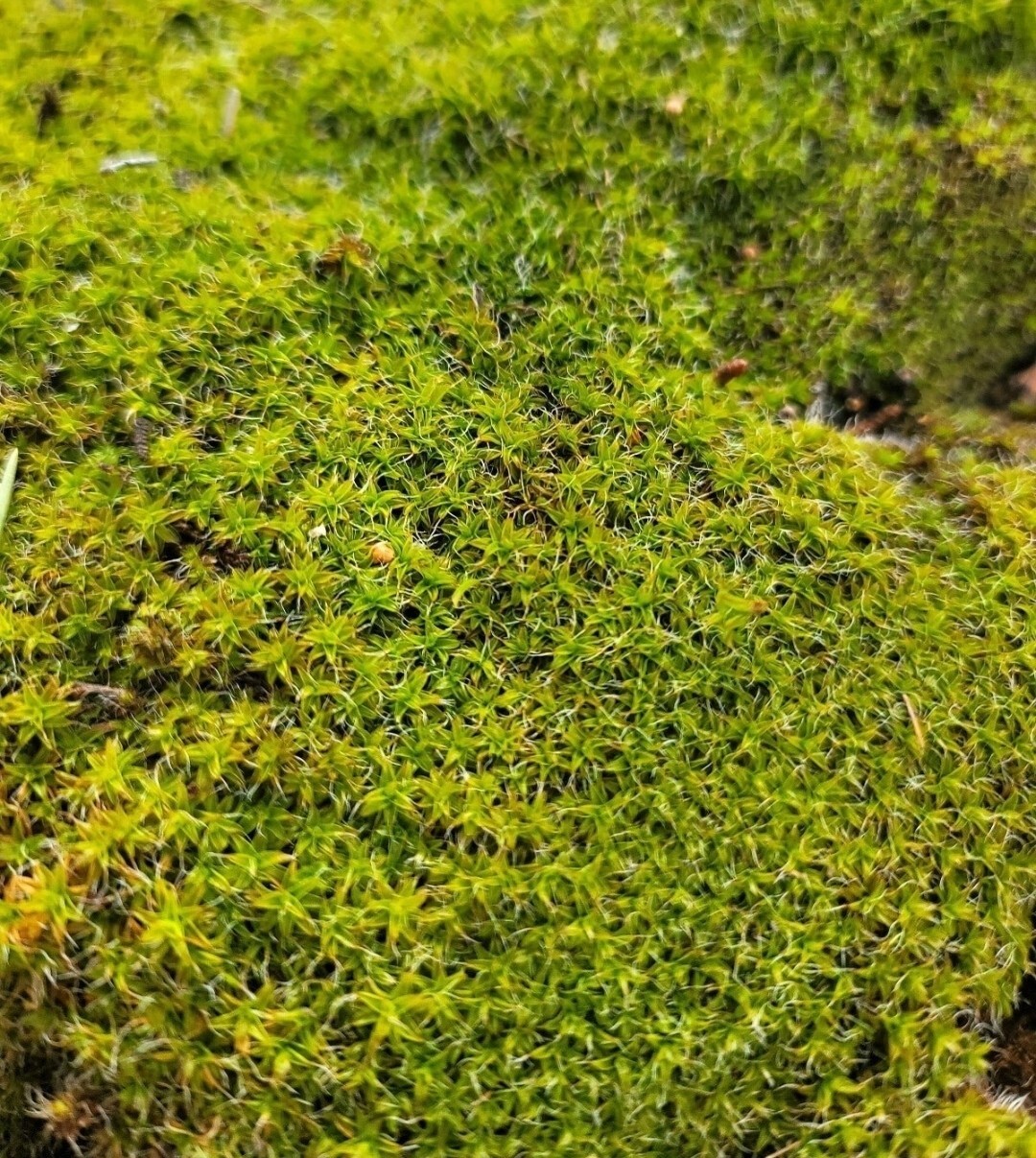 Live Star Moss - Naturally Grown Pesticide-Free Indoor Plant