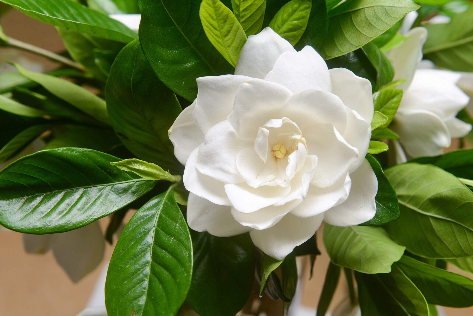 Gardenia / Cape Jasmine Jasminoides Fragrant White Shrub Flo...