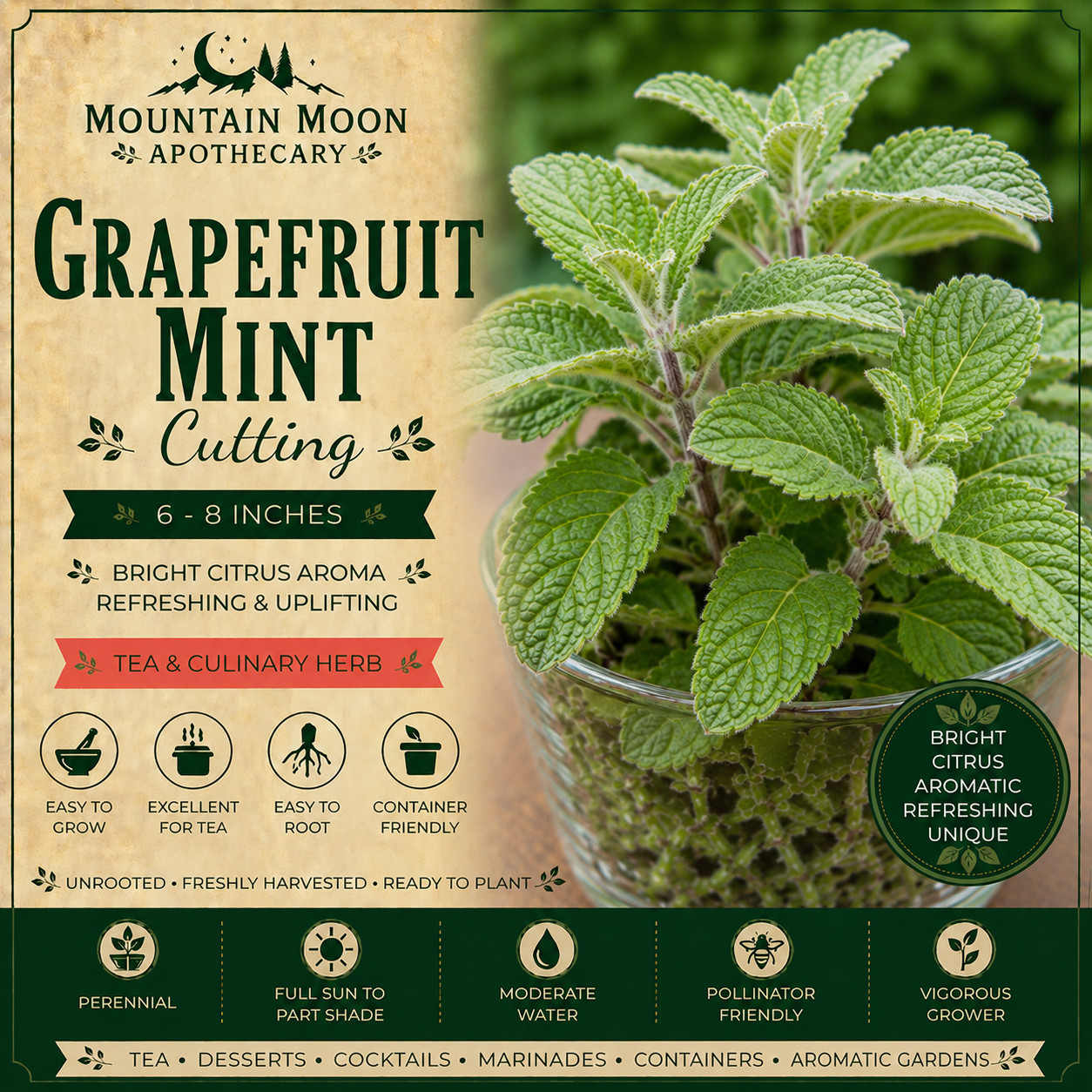 Grapefruit Mint Cutting 6-8" | Edible Herb Tea Garden & Culi...