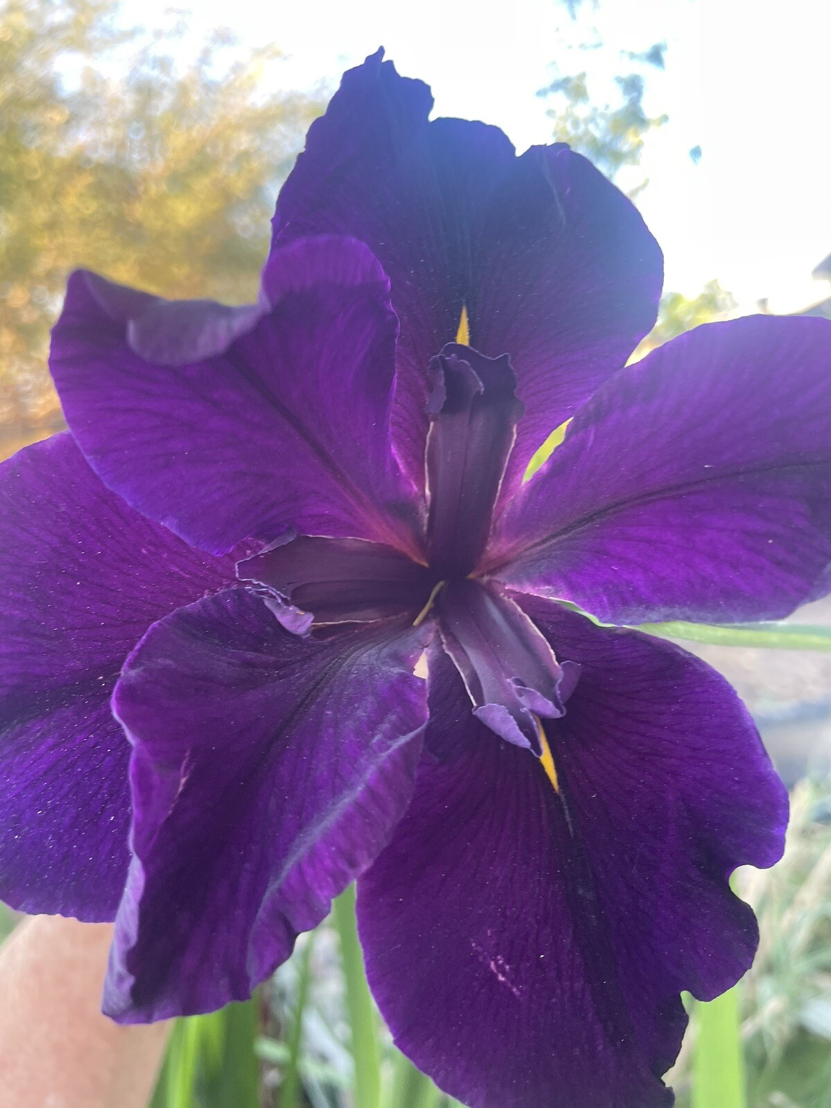 Eclipse Dark Purple Water Iris Pond Plant