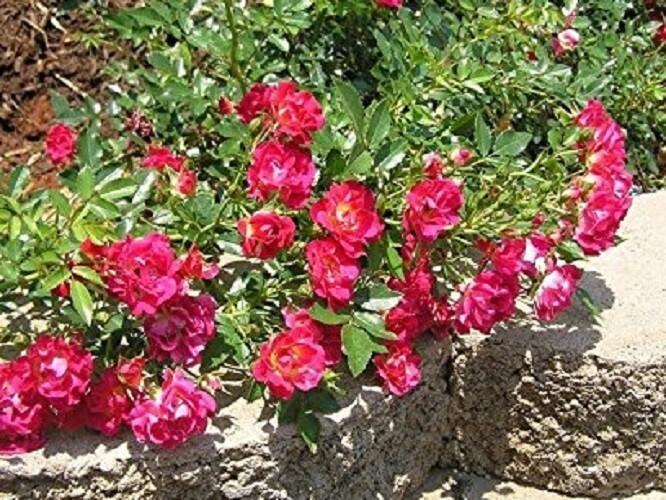 Red Drift® Groundcover Rose - Live Plant (1 Qt)