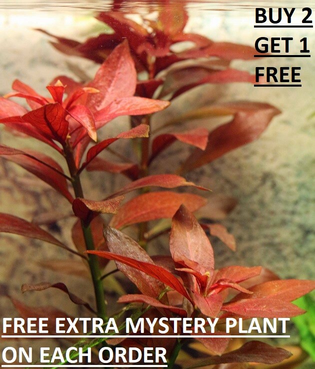 Rubin Live Aquarium Plants Bundle