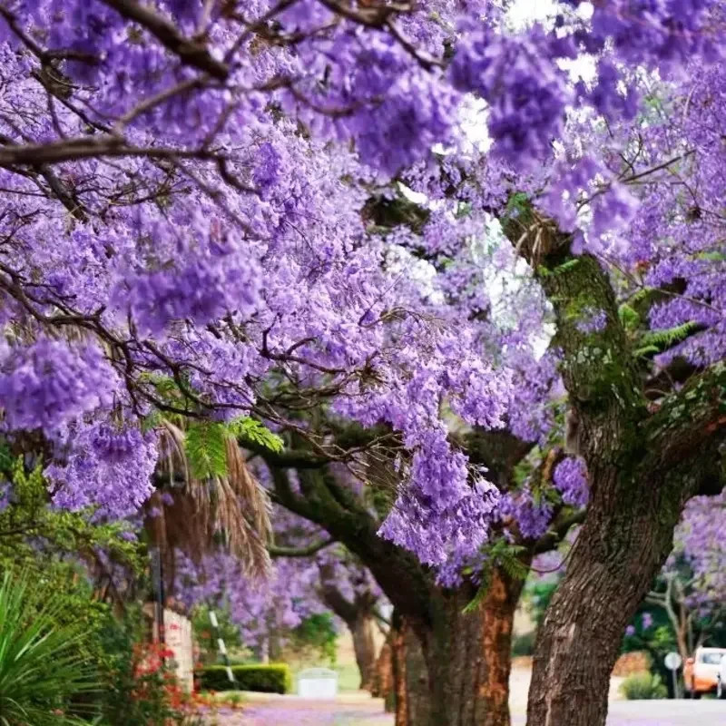 Royal Empress Paulownia Tomentosa Fast-Growing Tree Seeds, 1...