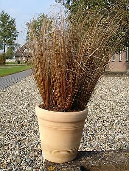 Carex Buchananii Red Rooster MSP 100 Seeds