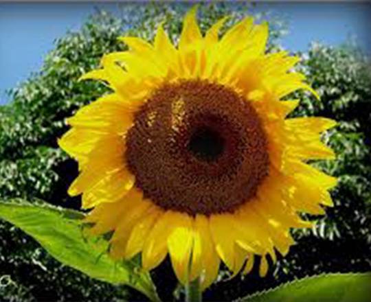 Mammoth Russian Sunflower 100 Seeds 7-10 Foot Tall