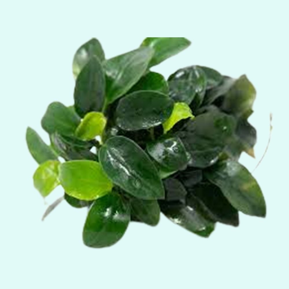 Anubias Nana Bare Root Aquarium Plant Bundle | Buy 2 Get 1 F...