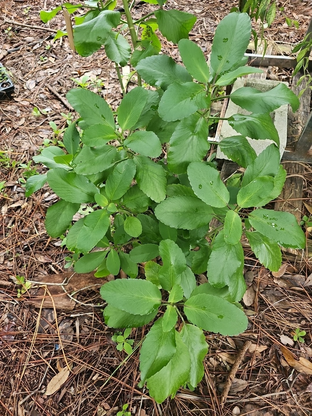 Leaf of Life Kalanchoe Pinnata Live Plant 6" Starter