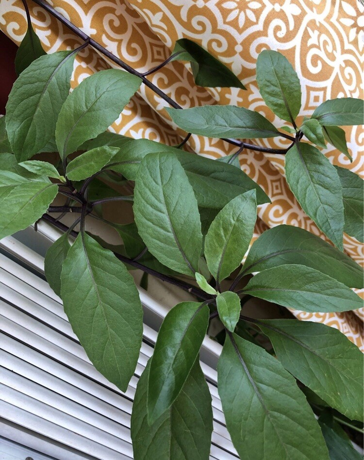 Organic Longevity Spinach Gynura Procumbens - 5 Cuttings