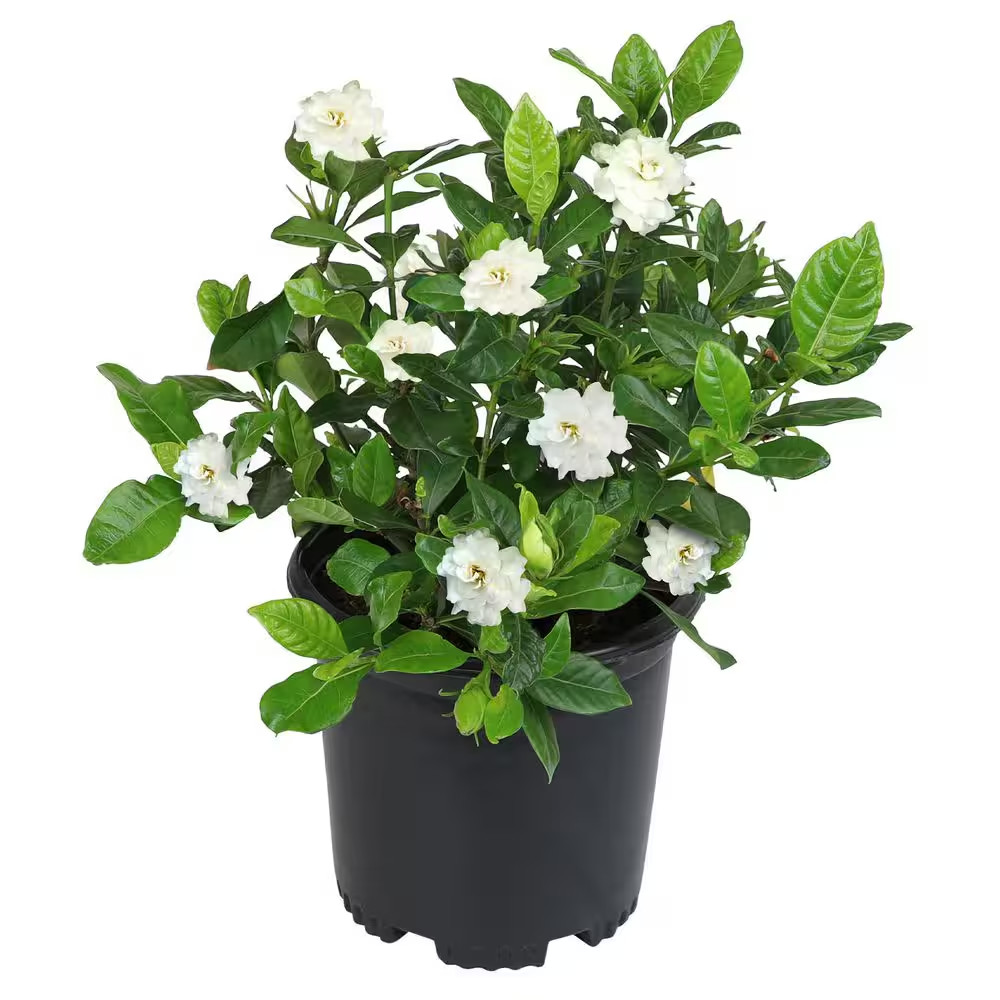 Gardenia Jasminoides August Beauty Cape Jasmine Plant, 1 Gal...