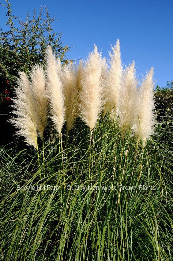 White Pampas Grass - Cortaderia Selloana - Potted Fully Root...