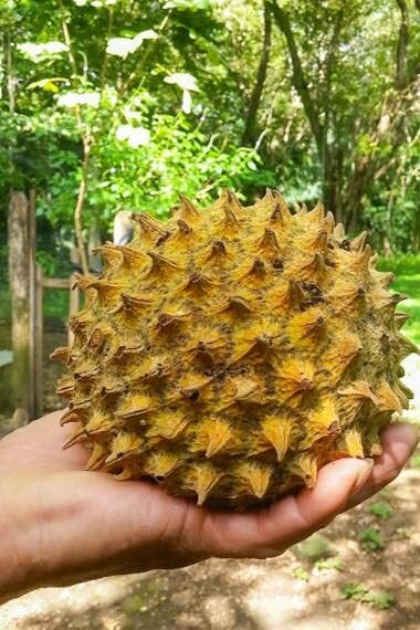 Soncoya Fruit Tree Seeds for Planting (5 Seeds) - Annona Pur...