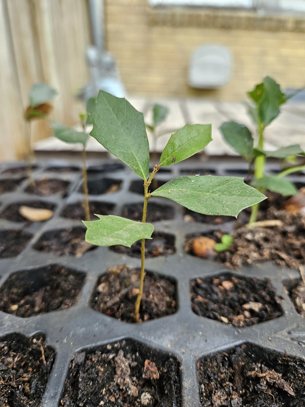 Southern Live Oak Bareroot Seedlings