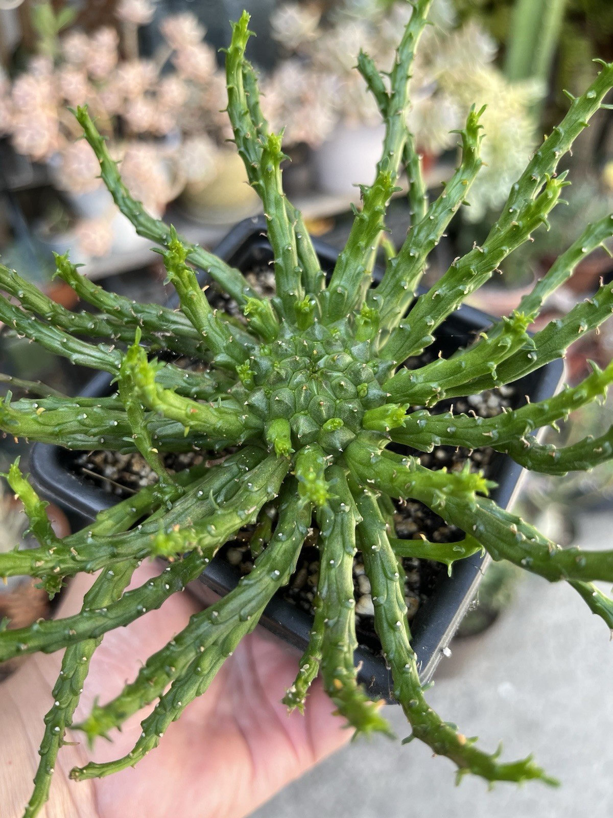Euphorbia Flanaganii 'Medusa Head' Live Succulent 4-Inch