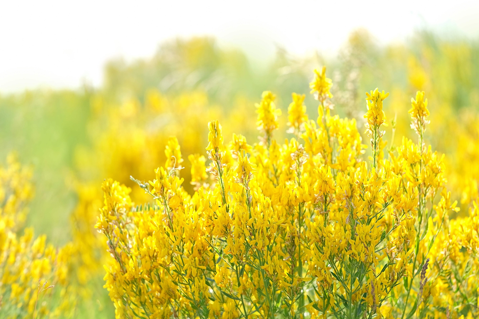 Yellow Sweet Clover Melilotus Officinalis Flower Seeds 3000...