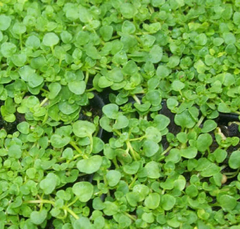 Corsican Mint Fragrant Ground Cover - 1 Plant