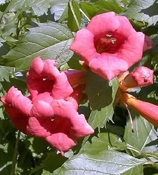 Flamenco Trumpet Vine Plant