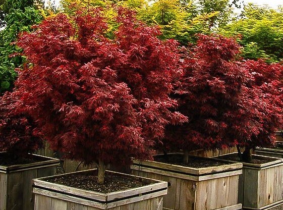 Shaina Dwarf Japanese Maple Tree - Live Plant (2.5 Qt)