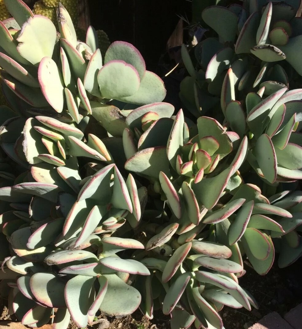 Silver Dollar Succulent (Crassula Arborescens Fresh Cutting)